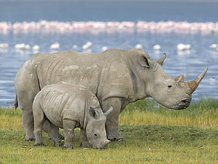 two gray Rhino beside body of water during daytime